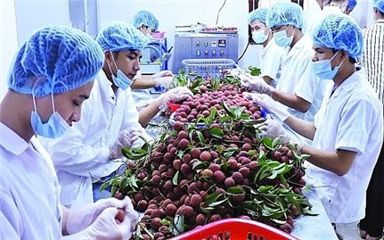 Nông sản Việt Nam “được lòng” thị trường EU