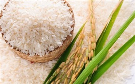 Việt Nam, vùng đất của gạo ngon nhất thế giới