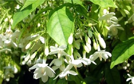 Cây mộc hoa trắng có tác dụng chữa bệnh gì?