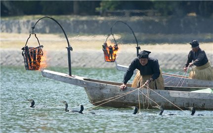 Đánh bắt cá bằng chim cốc ở Nhật Bản