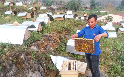 Thoát nghèo từ nuôi ong mật bạc hà