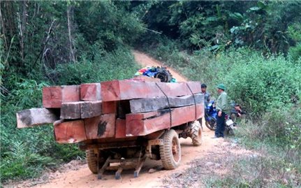 Đắk Lắk: Huyện Ea Kar phát hiện, xử lý 64 vụ vi phạm Luật Lâm nghiệp