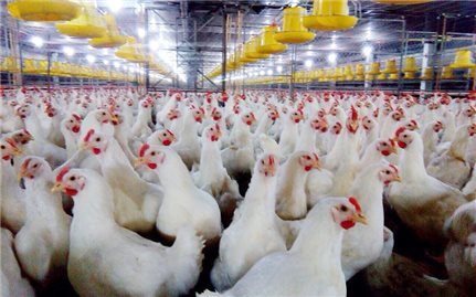 Mô hình nuôi gà thịt nhốt chuồng mang lại hiệu quả kinh tế cao