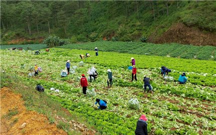 Lâm Đồng: Tặng hơn 6.000 tấn nông sản sạch cho TP. Hồ Chí Minh