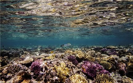 Gần 12.000km2 rạn san hô trên thế giới biến mất do biến đổi khí hậu