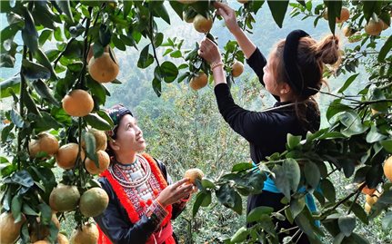 Hàm Yên (Tuyên Quang): Chủ động xây dựng phương án hỗ trợ tiêu thụ cam cho nông dân