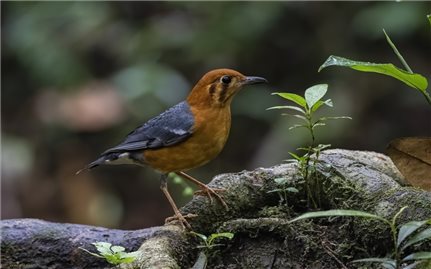 Các loài chim quý ở khu Dự trữ sinh quyển thế giới Kon Hà Nừng