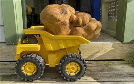 New Zealand: Phát hiện củ khoai tây có kích thước khổng lồ