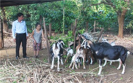 Chăn nuôi gia súc - Cơ hội thoát nghèo cho nông dân Tây Nguyên: Những tín hiệu lạc quan (Bài 1)