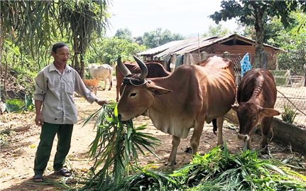 Chăn nuôi gia súc - Cơ hội thoát nghèo cho nông dân Tây Nguyên: Thay đổi phương thức để đánh thức tiềm năng (Bài 2)