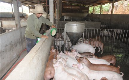 Chăn nuôi gia súc - Cơ hội thoát nghèo cho nông dân Tây Nguyên: Phát triển bền vững (Bài 3)