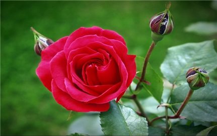 Tác dụng chữa bệnh kỳ diệu từ hoa hồng