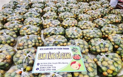 Kết nối tiêu thụ cam vàng cho nông dân huyện Bắc Quang (Hà Giang)
