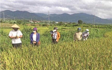 Nghiệm thu Chương trình hỗ trợ phát triển sản xuất lúa giống mới