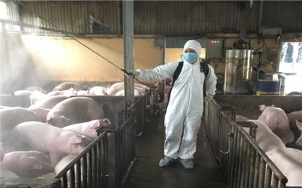 Thủ tướng yêu cầu quyết liệt phòng, chống bệnh Dịch tả lợn Châu Phi ​