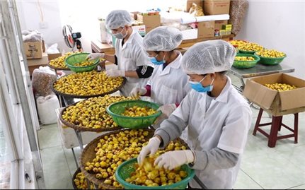 Quảng Ninh với lộ trình triển khai Chương trình mục tiêu quốc gia: Tổ chức lại sản xuất và thu hút đầu tư về vùng khó (Bài 3)
