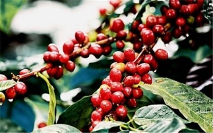 Giá cà phê hôm nay 1/12: Robusta tăng 2 USD/tấn