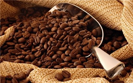 Giá cà phê hôm nay 4/12: Tăng mạnh thêm 500 - 600 đ/kg