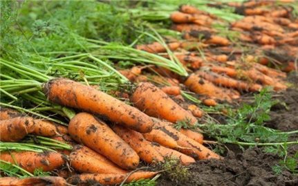 Cách phòng trừ sâu bệnh trên cây cà rốt