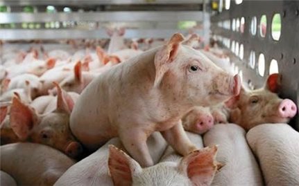 Hướng dẫn các biện pháp kỹ thuật phòng, chống bệnh dịch tả lợn châu Phi