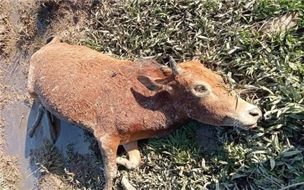 Nghệ An: Nhiều trâu bò ở vùng cao bị chết rét