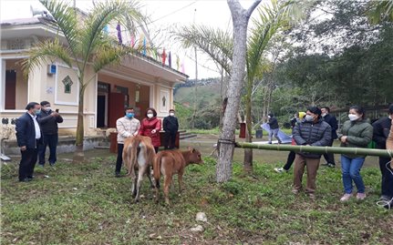 Tuyên Quang: 30 hộ đồng bào Mông được nhận bò từ Dự án 