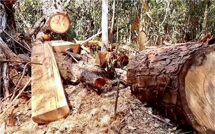 Đắk Lắk: Nhanh chóng xác minh vụ việc khai thác trái phép gỗ Pơ mu quý hiếm