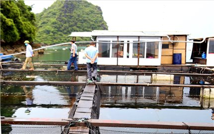 Đến Bái Tử Long ngắm bè cá song hoàng đế