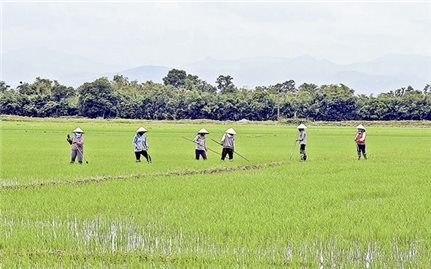 Quảng Trị: Quyết liệt trong phòng, trừ bệnh đạo ôn hại lúa