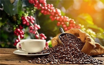 Giá cà phê ngày 15/3: Arabica rớt xuống mức thấp nhất 4 tháng qua