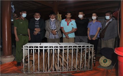 Điện Biên: Bắt giữ 3 đối tượng khi đang giết hổ tại nhà riêng