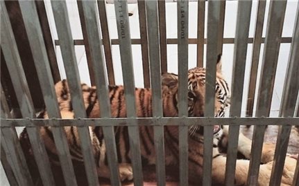 Bàn giao 7 cá thể hổ Đông Dương cho Vườn Quốc gia Phong Nha-Kẻ Bàng