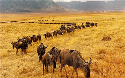 5 Công viên động vật hoang dã và khu bảo tồn hoang dã hàng đầu ở Kenya