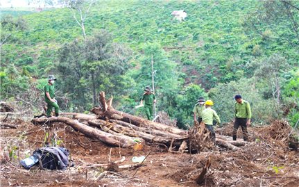 Lâm Đồng yêu cầu khẩn trương làm rõ vụ phá hơn 1,9ha rừng ở huyện Bảo Lâm