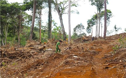 Lâm Đồng: Thành lập Tổ công tác xử lý nghiêm tình trạng phá rừng, lấn chiếm đất rừng