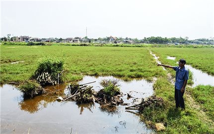 Dân “chạy gạo”, ruộng lại bỏ hoang