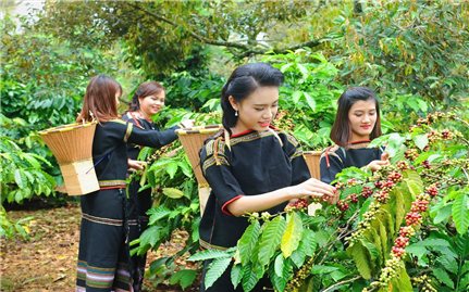 Bỉ là thị trường xuất khẩu cà phê lớn thứ 2 của Việt Nam