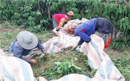 Lâm Đồng phấn đấu đến cuối năm 2025, tỷ lệ hộ nghèo, hộ cận nghèo thấp hơn mặt bằng chung cả nước