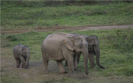 Đàn voi tại Việt Nam: Giảm hàng ngàn con trong vài thập kỷ qua