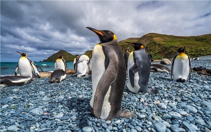Macquarie - Đảo của những đàn chim cánh cụt