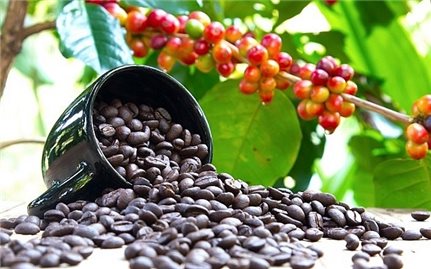 Giá cà phê hôm nay 3/5: Dao động khoảng 41.000 - 41.700 đồng/kg