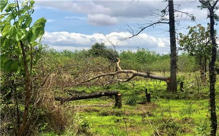 Vụ phá rừng ở Ea Súp: Làm rõ trách nhiệm của các đối tượng liên quan