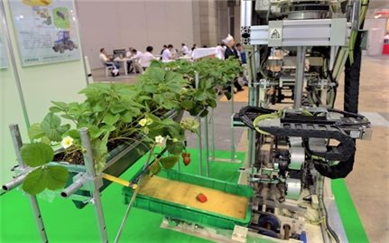 Nhật Bản phát triển nông nghiệp nhờ áp dụng khoa học kỹ thuật tiên tiến