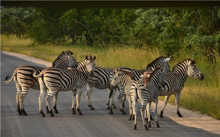 Kruger - Khu bảo tồn động vật hoang dã đa dạng nhất thế giới