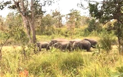 Đắk Lắk: Nghiên cứu gắn định vị giám sát voi rừng