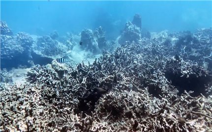 Khánh Hòa: Tạm dừng hoạt động du lịch lặn biển ở một số khu vực để bảo vệ các rạn san hô và hệ sinh thái biển
