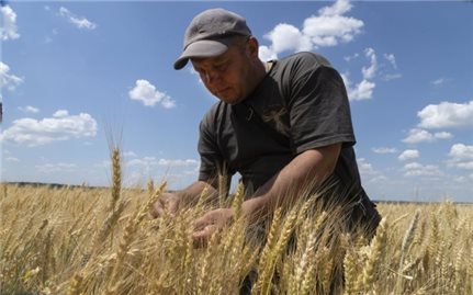 Nông dân Ukraine lo phá sản khi vào vụ thu hoạch