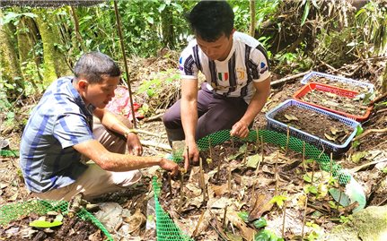 Sâm Ngọc Linh chết hàng loạt, người dân thiệt hại hàng tỷ đồng