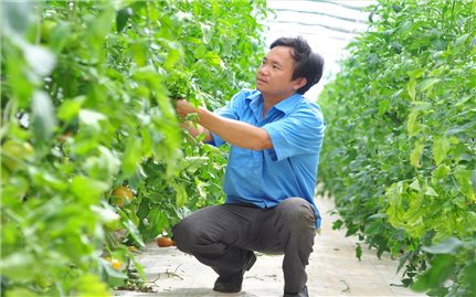 Đến năm 2025, Lâm Đồng có 100.000 ha diện tích sản xuất theo tiêu chuẩn an toàn, bền vững