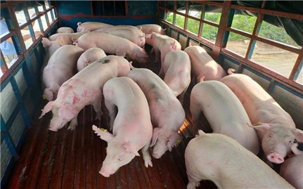 Giá lợn hơi đã giảm còn 63.000 – 69.000 đồng/kg